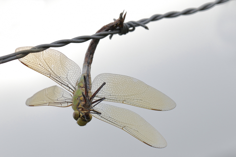 mysterie - Geleedpotigen - grote keizerlibel