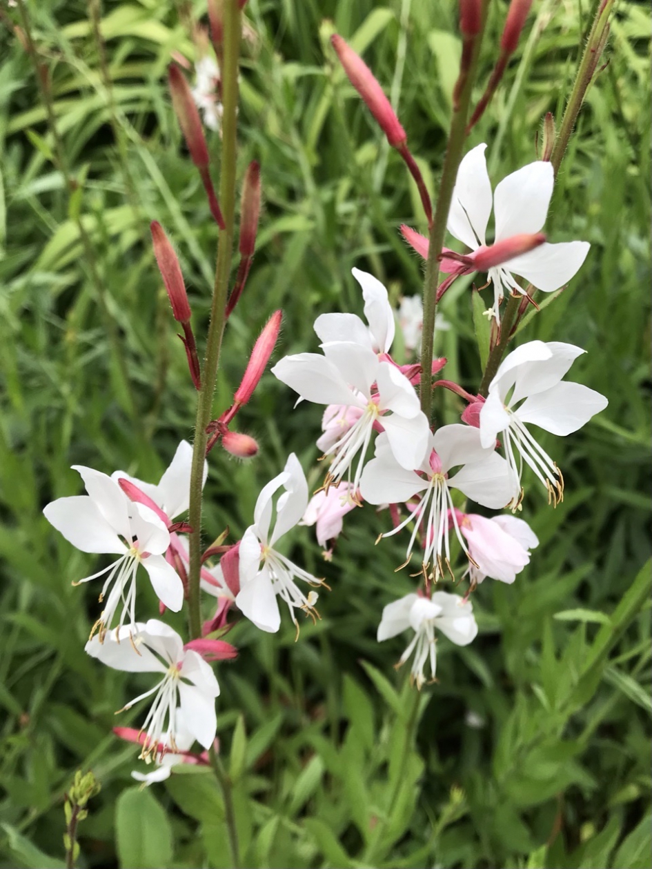 Prachtkaars - Planten - 