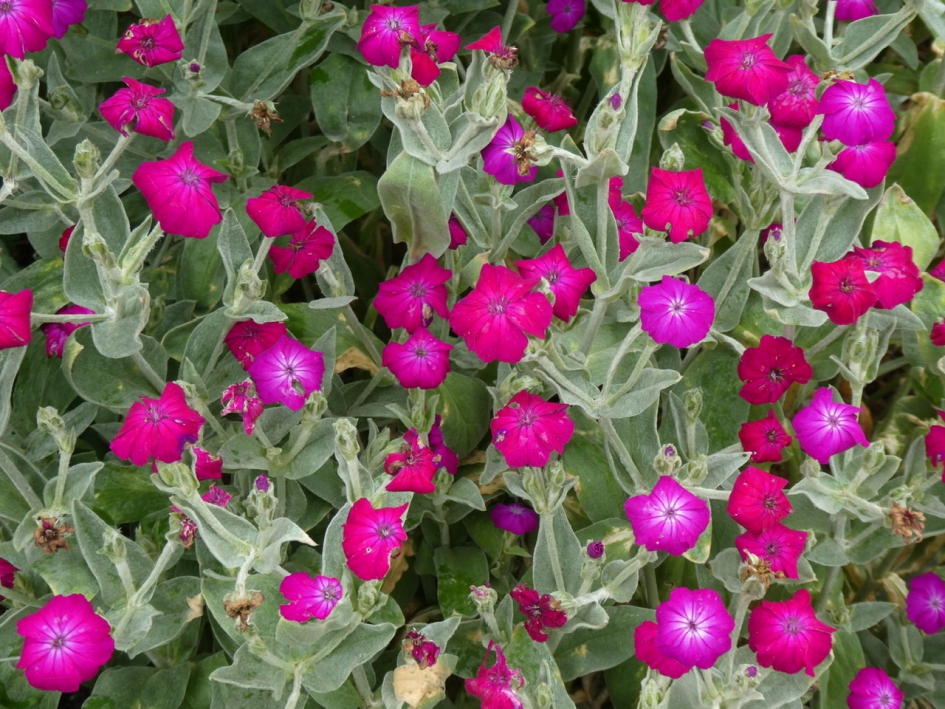 Prikneus - Planten - 