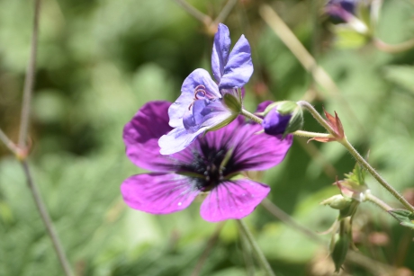 Wilde geranium