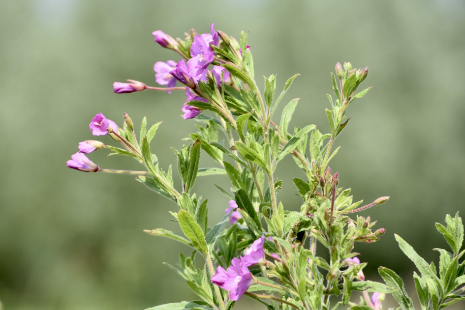 Harig wilgenroosje - Planten - 