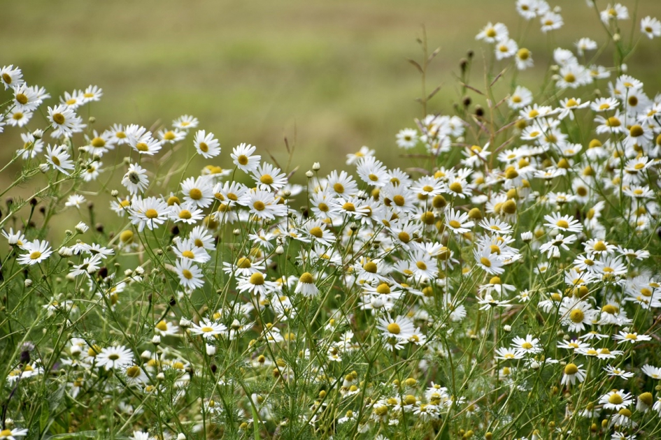 “Reukeloze kamille” - Planten - 
