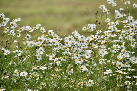 “Reukeloze kamille”