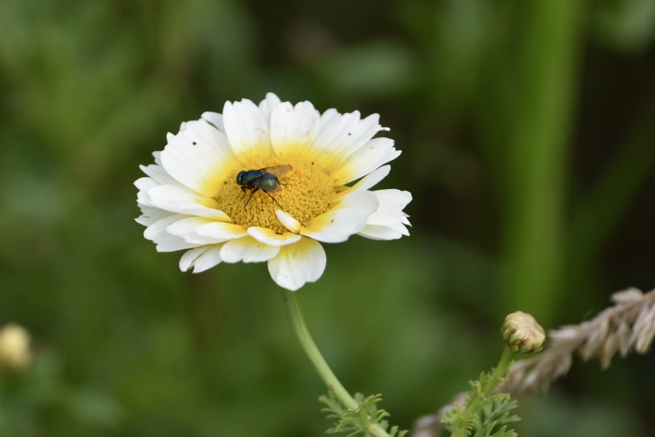 Vlieg op margrietachtige bloem - Planten - 