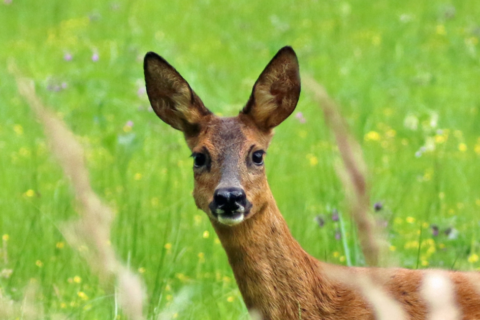 Hé hallo! - Zoogdieren - 
