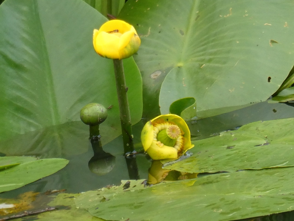 Gele plomp - Planten - 