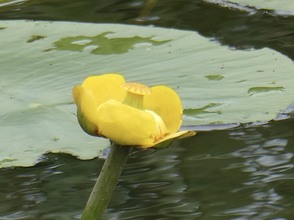 Gele plomp - Planten - 