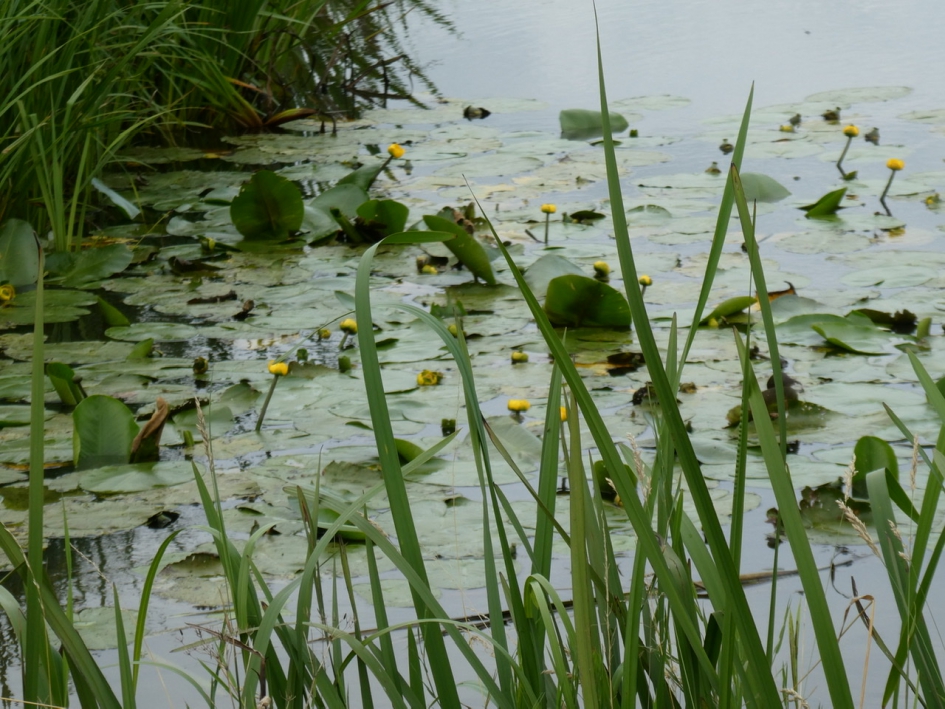 Gele plomp - Planten - 