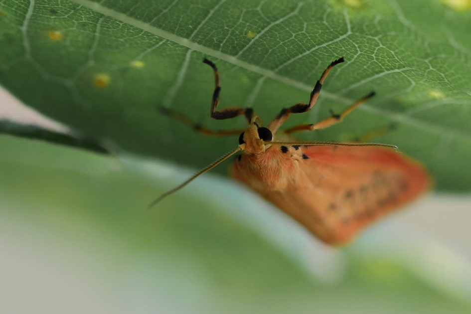 naamsverwarring - Geleedpotigen - rozenblaadje