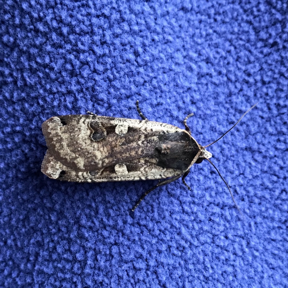 Nachtvlinder op balkon - Geleedpotigen - 