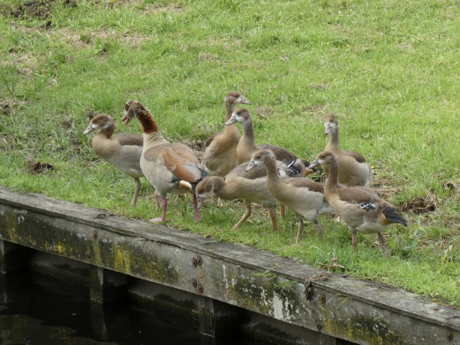 Nijlgans met pullen - Vogels - 