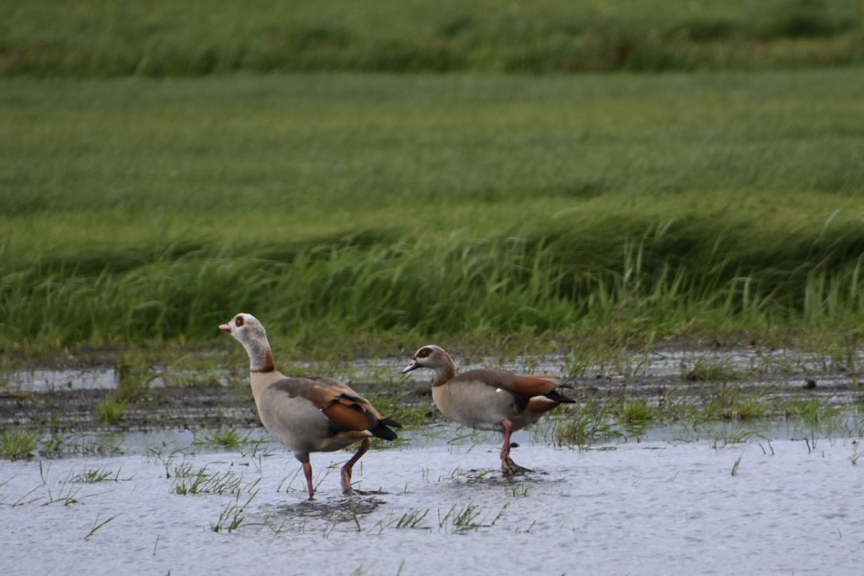 Nijlganzen - Vogels - 