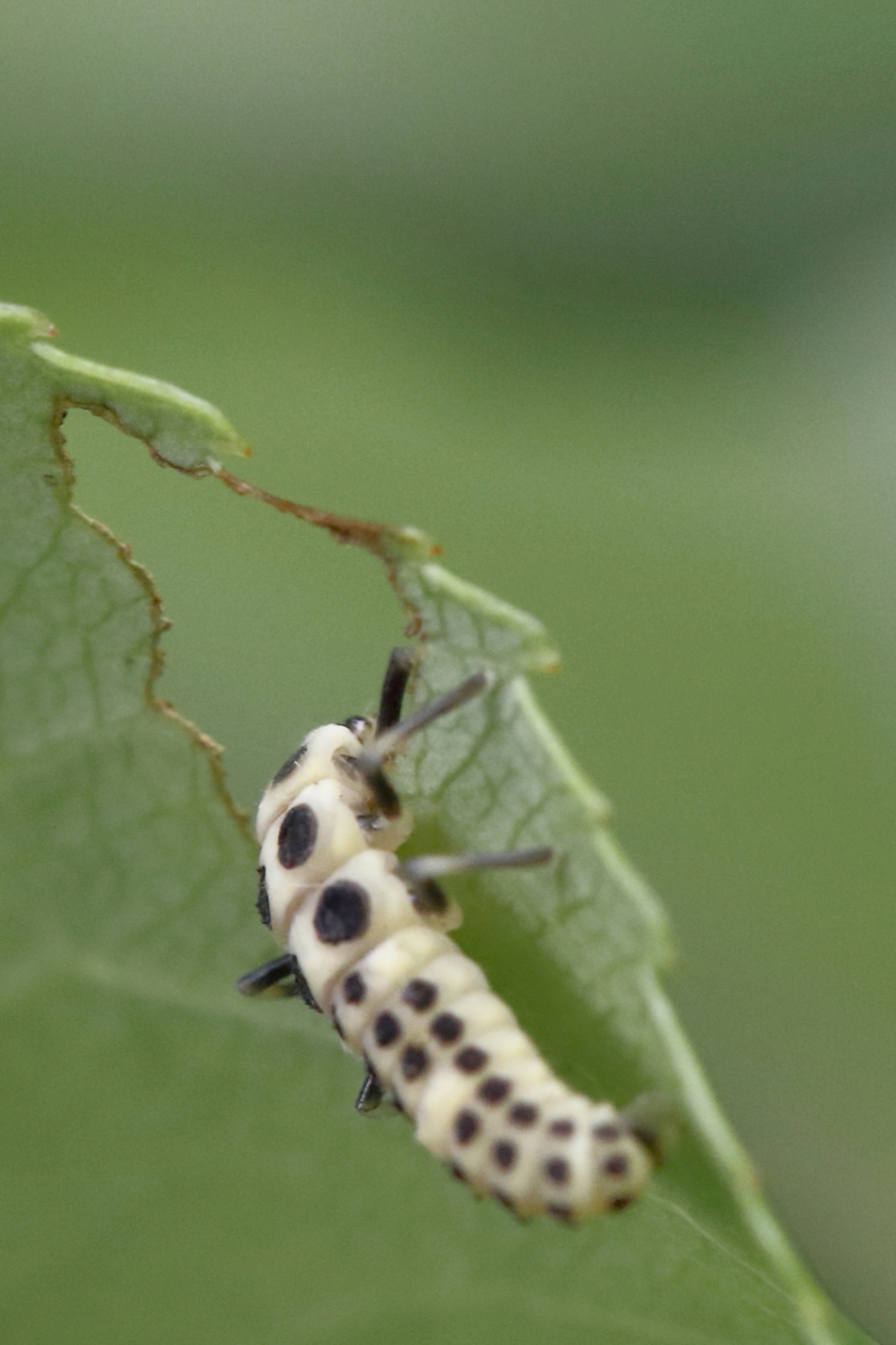 nog even dooreten.... - Geleedpotigen - 10-vlek lhb