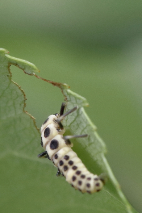 nog even dooreten....