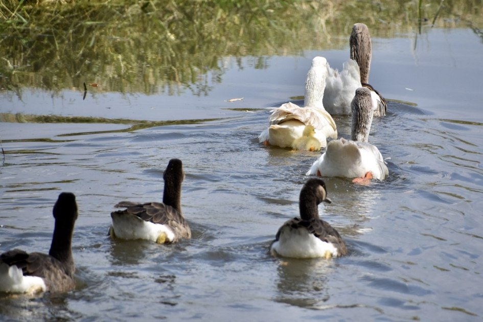 Nog steeds achter moeder aan - Vogels - 