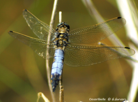 Oeverlibelle.