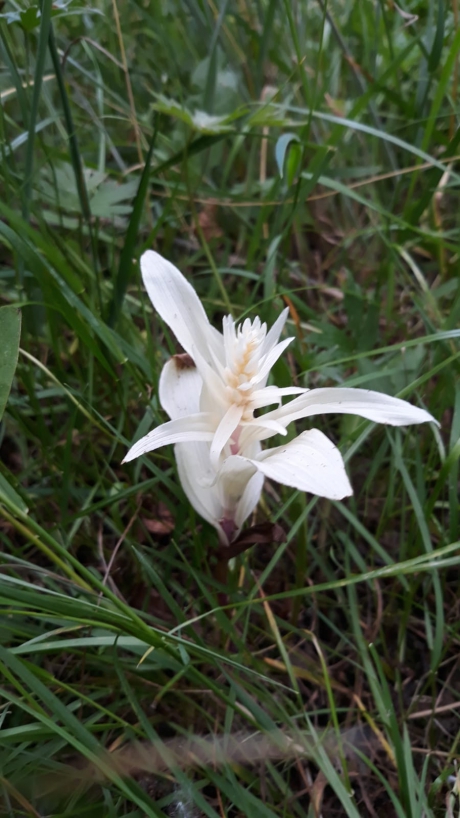 Onbekende bloem