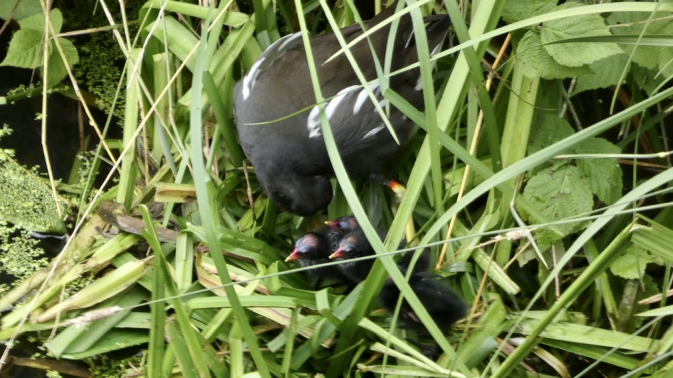 Onder moeders vleugels - Vogels - Waterhoen
