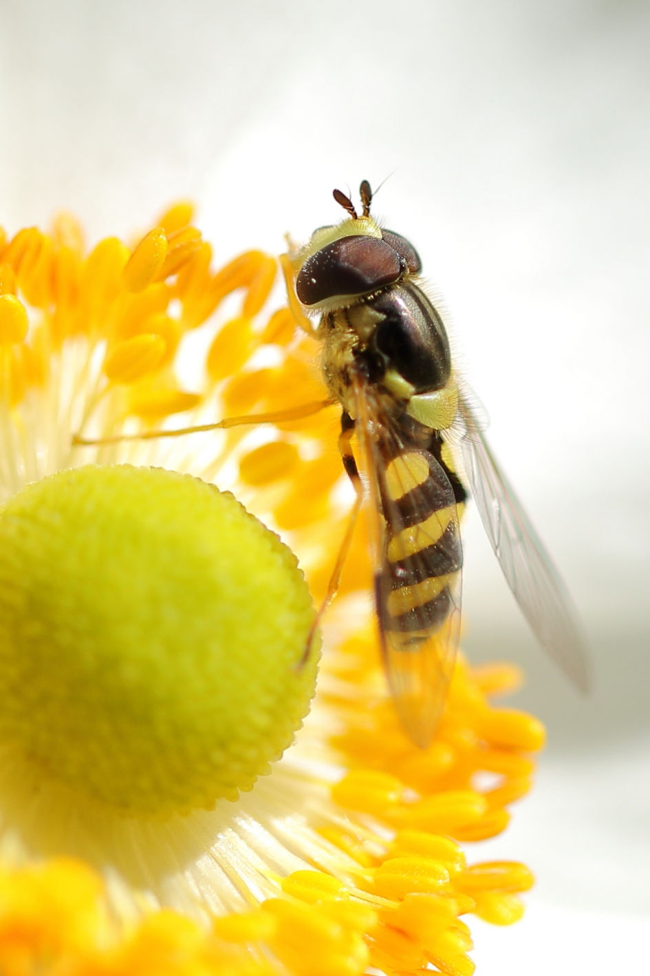 onder valse vlag - Geleedpotigen - bretelwimperzweefvlieg