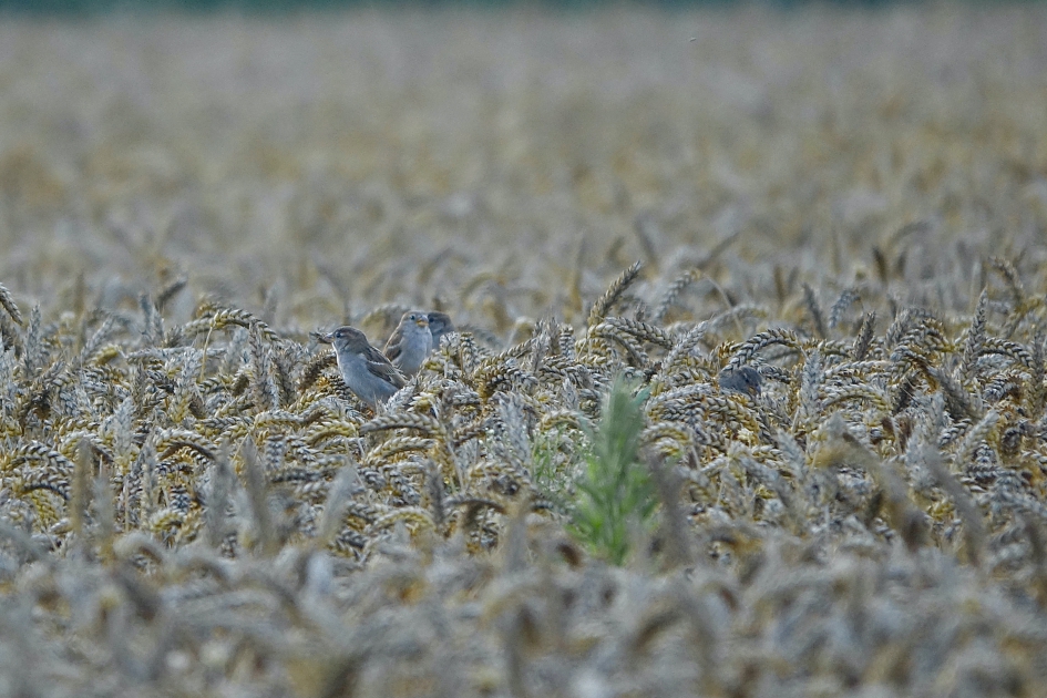 Oogsttijd - Vogels - Huismus