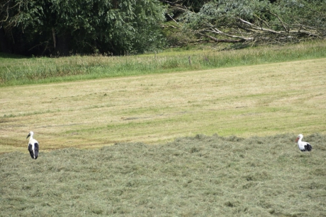 Ooievaars in het gemaaide gras