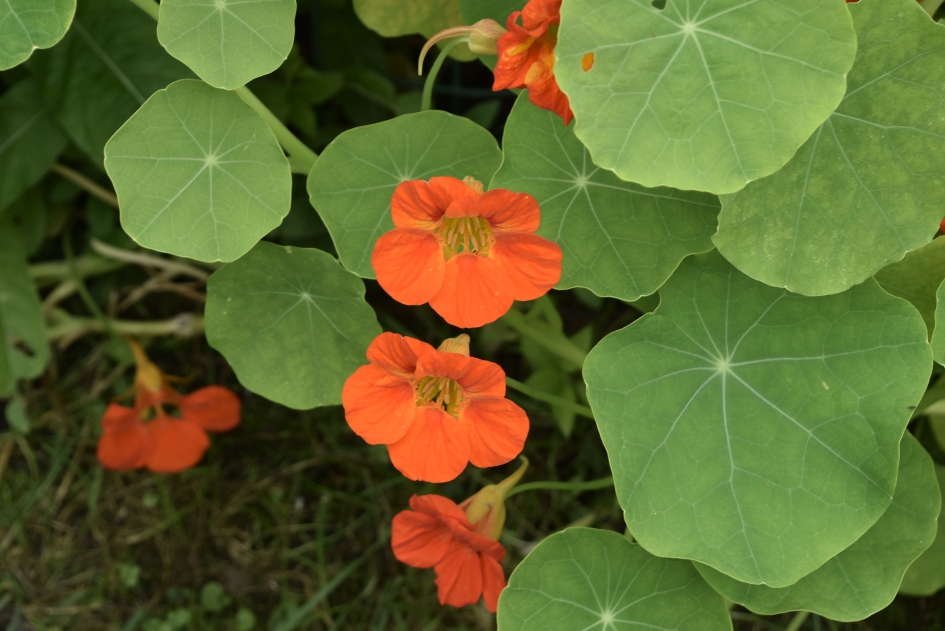 Oost-Indische kers - Planten - 