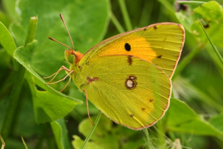 Oranje luzernevlinder