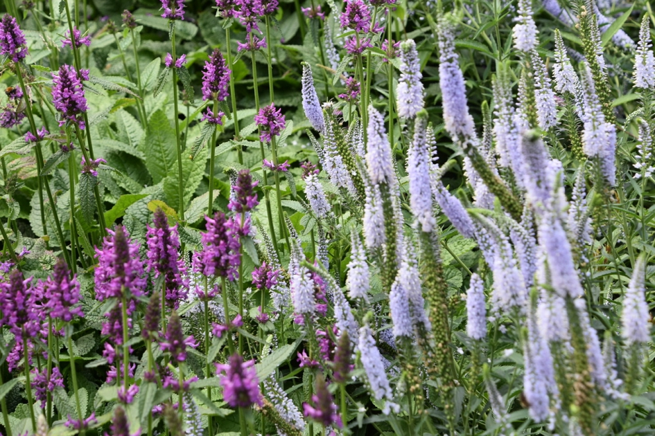 Oudolf tuin - Planten - 