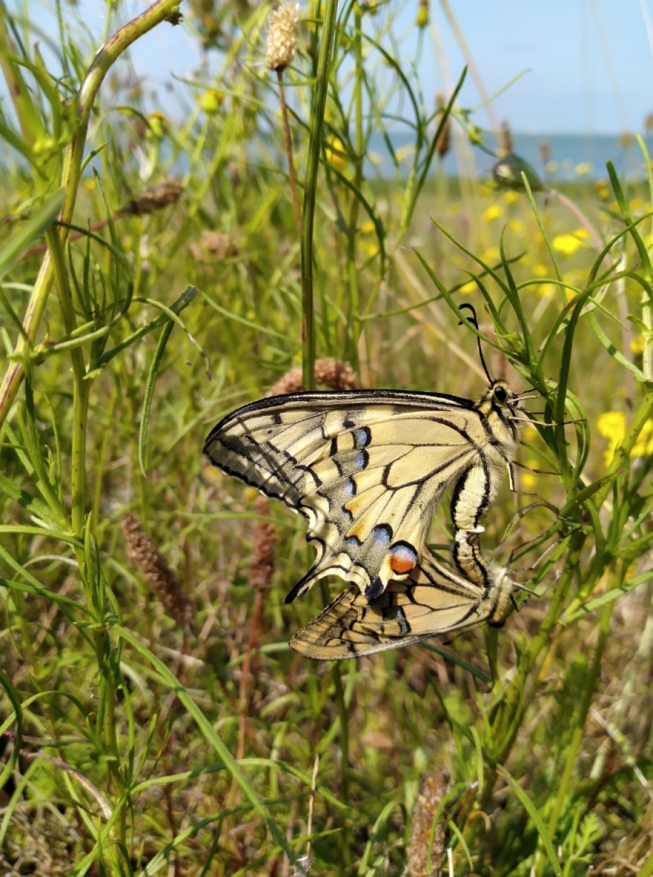Parende koninginnenpages - Geleedpotigen - Koninginnpage