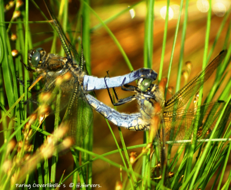 Paring Oeverlibelle - Geleedpotigen - Paring Oeverlibelle