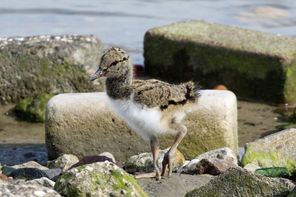 Parmantig vogeltje - Vogels - Scholekster