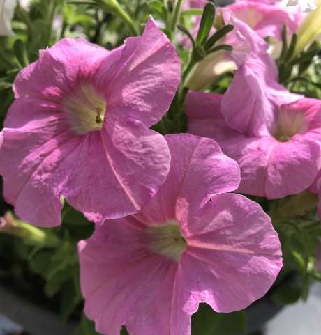 Petunias