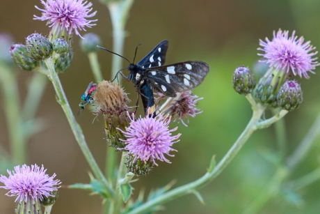 Phegeavlinder en goudwesp
