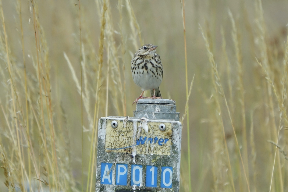 Pieper - Vogels - Boompieper
