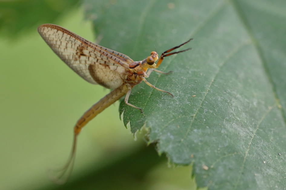 pluk de dag - Geleedpotigen - vierlijneendagsvlieg