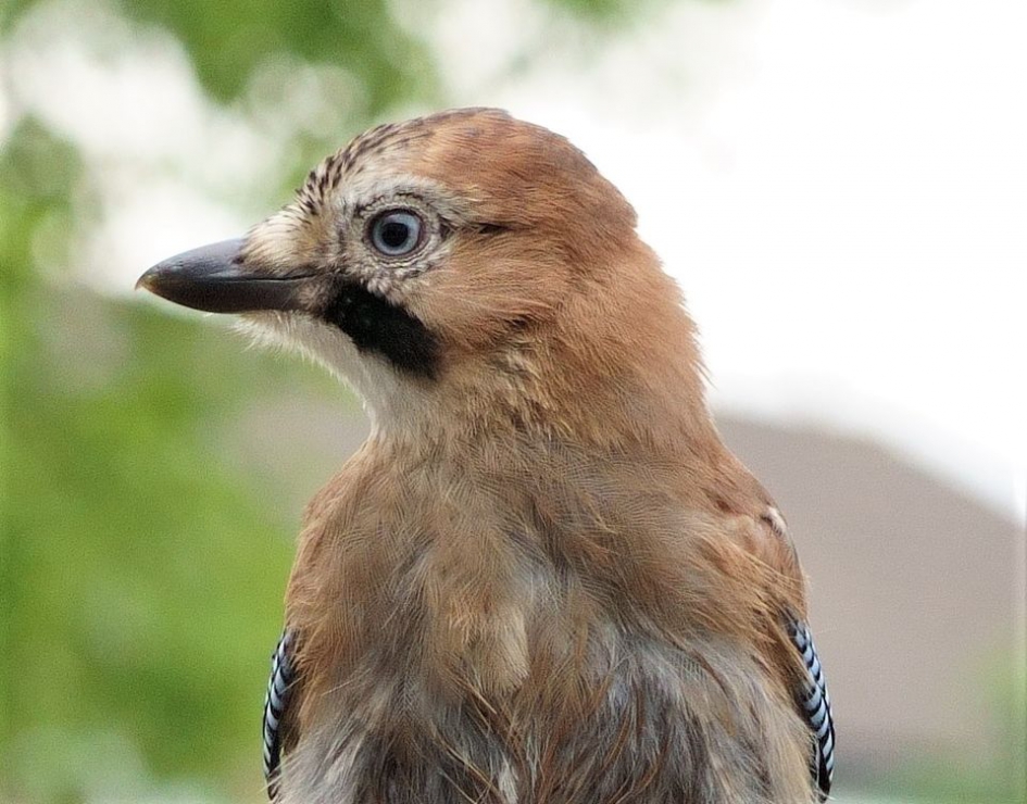 portret - Vogels - Vlaamsegaai