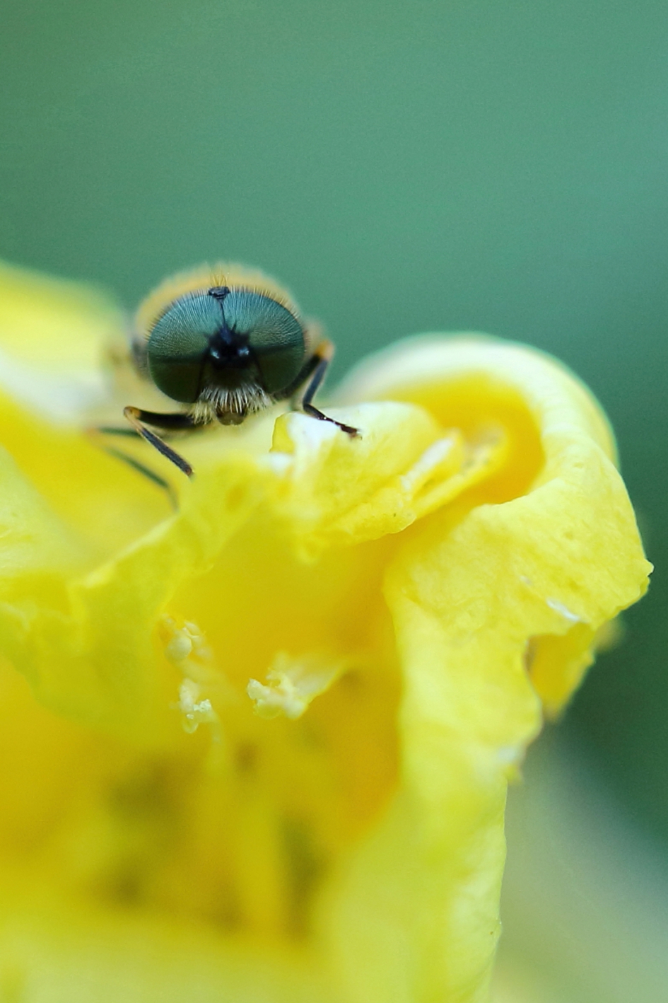 prachtwapenvlieg - Geleedpotigen - prachtwapenvlieg