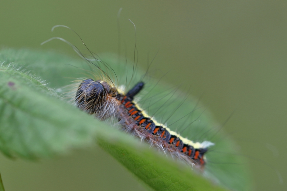 psi-uil - Geleedpotigen - psi-uil