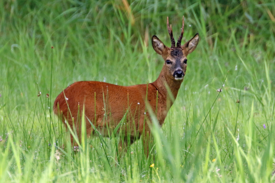 Reebok - Zoogdieren - 