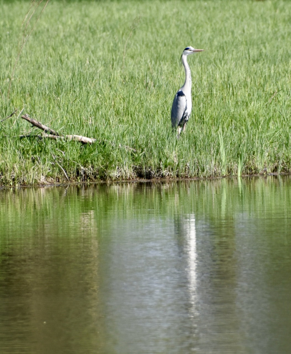 Reiger - Planten - 
