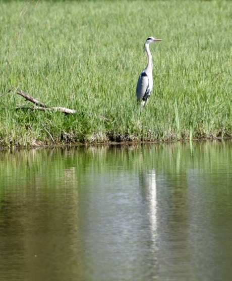 Reiger