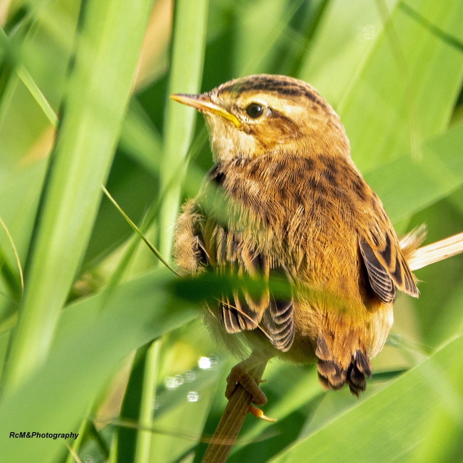 Rietzanger. - Vogels - Rietzanger.