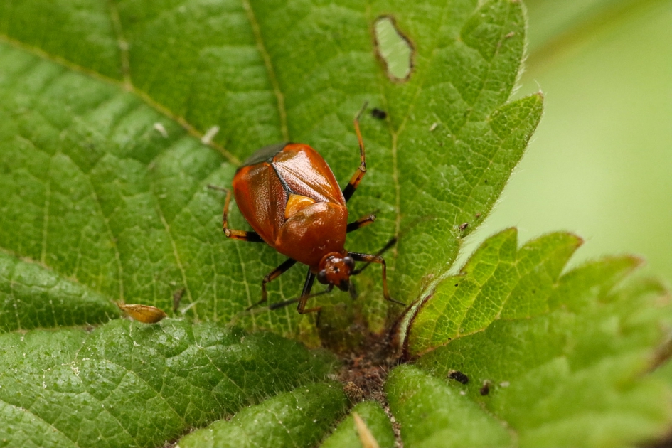 Rode halsbandwants - Geleedpotigen - Rode halsbandwants