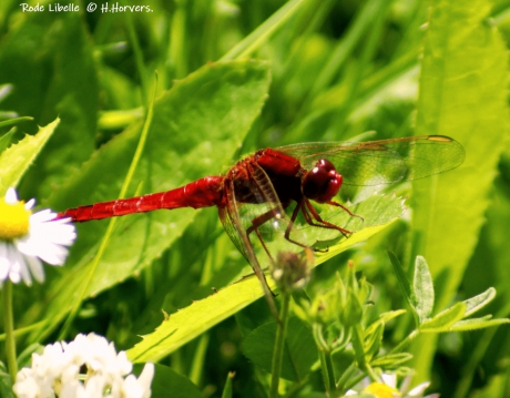 Rode Libelle
