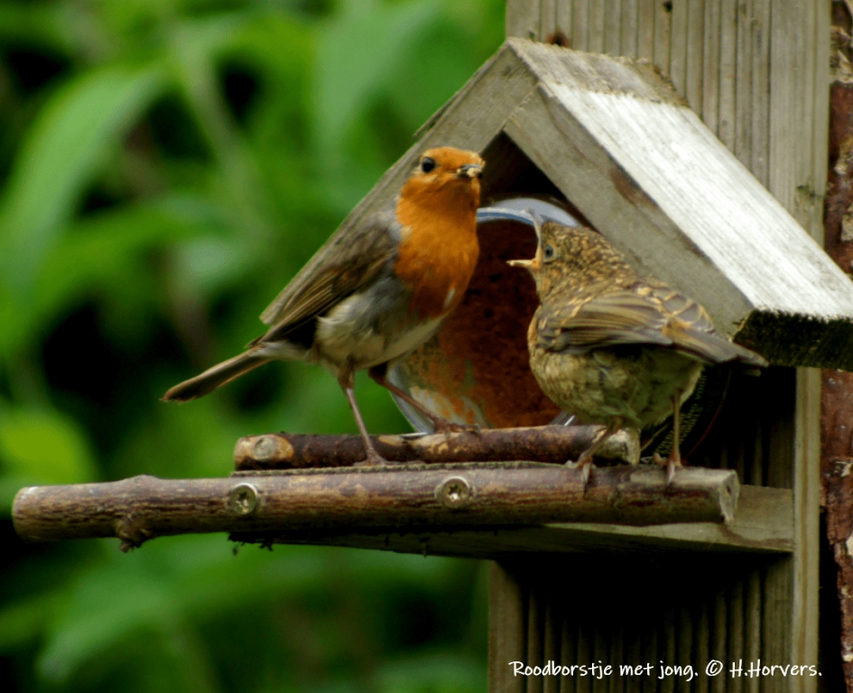 Roodborstje met jong. - Vogels - Roodborstje