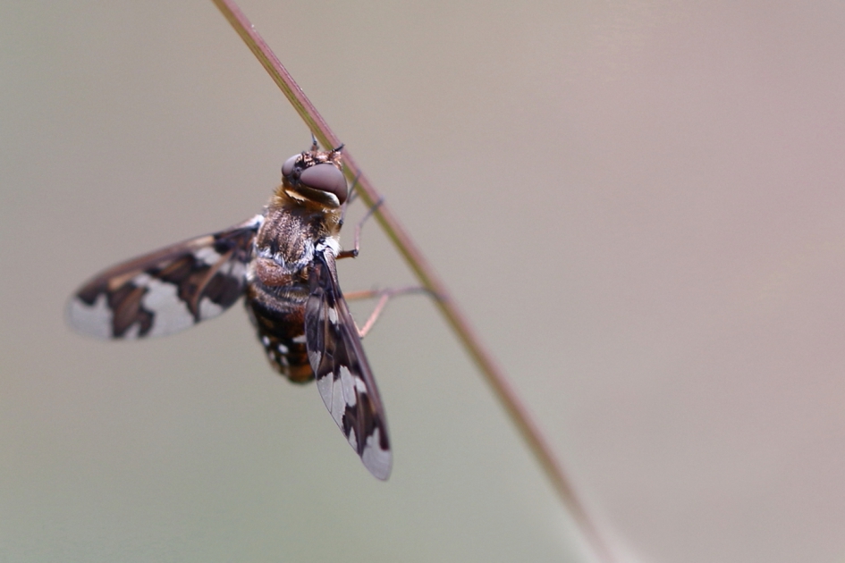 roodbruineheiderouwzwever - Geleedpotigen - roodbruineheiderouwzwever