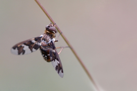 roodbruineheiderouwzwever