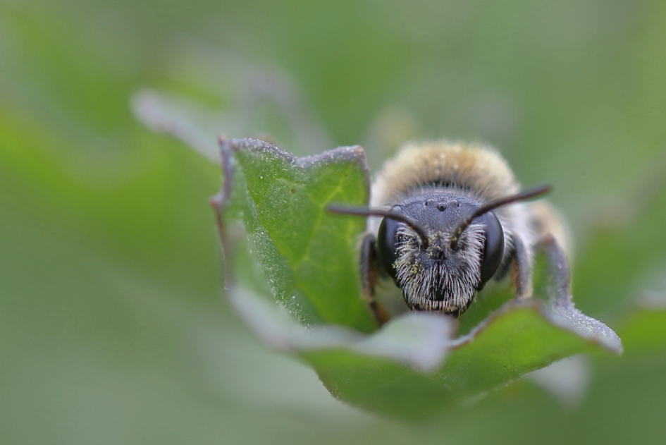 roodgatje - Geleedpotigen - roodgatje