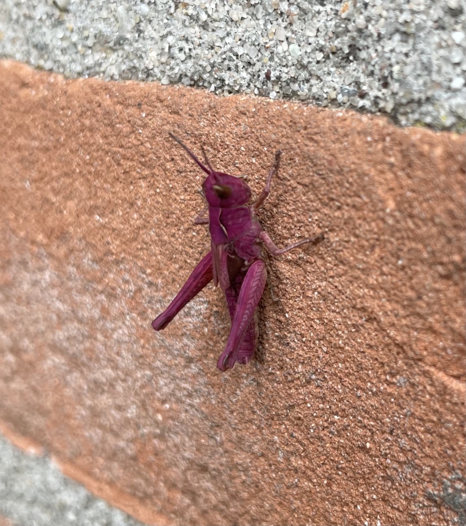 Roze sprinkhaan - Geleedpotigen - Sprinkhaan