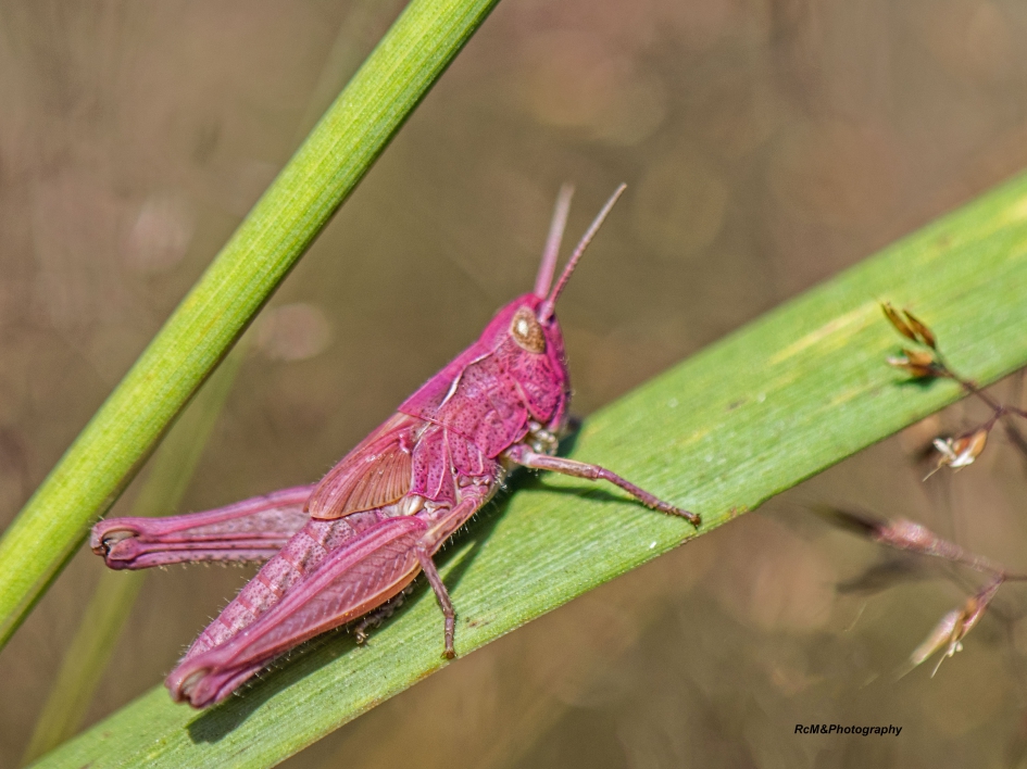 Roze veldsprinhaan. - Geleedpotigen - Veldsprinkhaan.